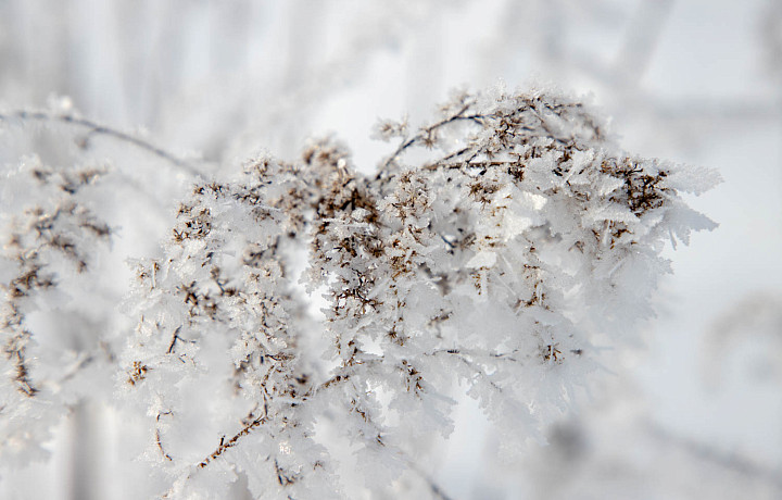 17 декабря: какой праздник отмечают сегодня, этот день в истории России и Тулы