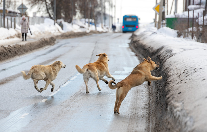 С начала года жители Новомосковска пытались взыскать с администрации 3,5 миллиона рублей ущерба из-за укусов бездомных собак