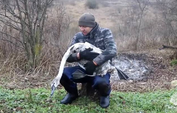 Операция «Ангельские крылья»: тульские сотрудники МЧС спасли пострадавшего лебедя
