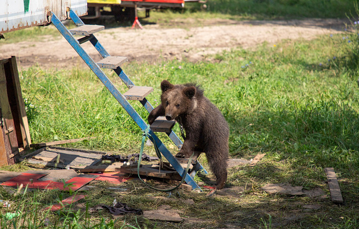 Лесная братва: почему диких животных все чаще можно встретить в черте города