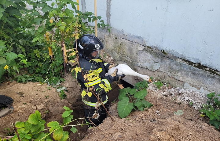 В Одоевском районе сотрудники МЧС спасли четырех гусей