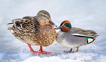 В тульский парк прилетел самый маленький речной селезень России
