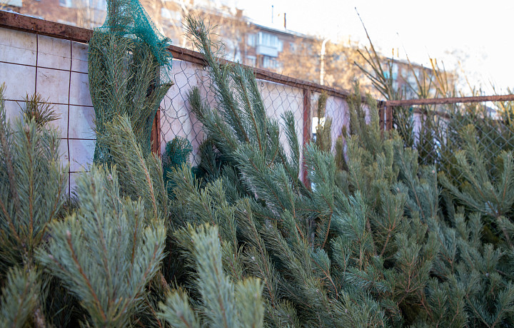 Атмосфера праздника или многоразовость: какую елку выбрать к Новому году без вреда для экологии и здоровья – живую или искусственную