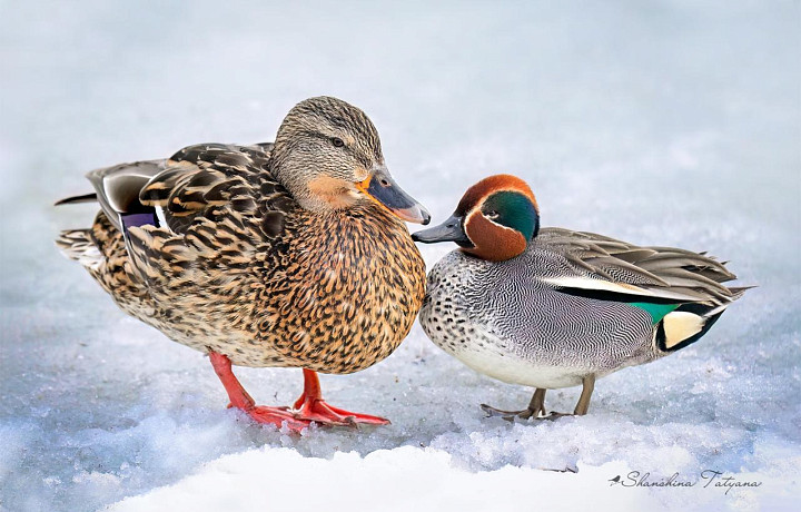 В тульский парк прилетел самый маленький речной селезень России
