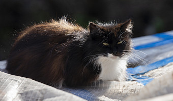 Все, как у людей: зачем кошкам чистить зубы