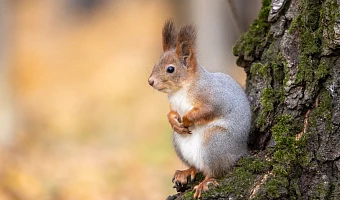 Символом Белева предложили сделать белочку: мнения жителей разделились, некоторые даже хотят белого льва