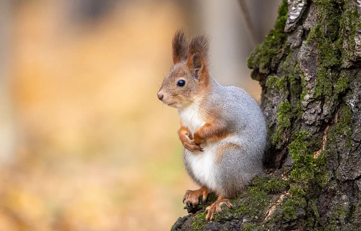 Символом Белева предложили сделать белочку: мнения жителей разделились, некоторые даже хотят белого льва