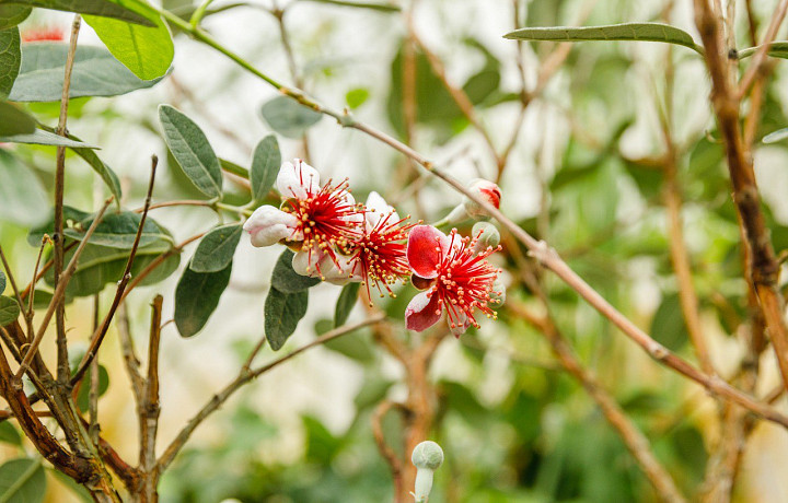 В теплицах Ясной Поляны в Туле зацвел куст фейхоа