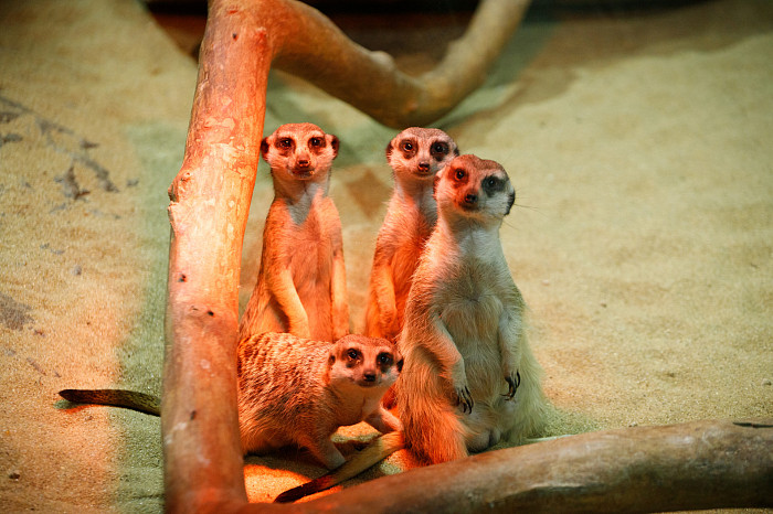 «Сурикаты агрессивно относятся к чужакам»: стоит ли заводить таких питомцев в доме