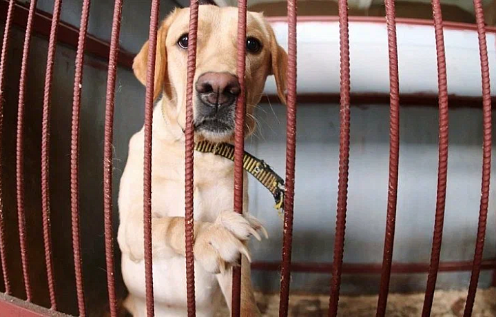 В Туле на улице Кутузова в запертой съемной квартире четыре дня находятся собака и 20 кошек: начался поиск владелицы жилья