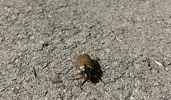 Массовый вылет отменяется: энтомолог объяснила, почему в этом году почти нет майских жуков