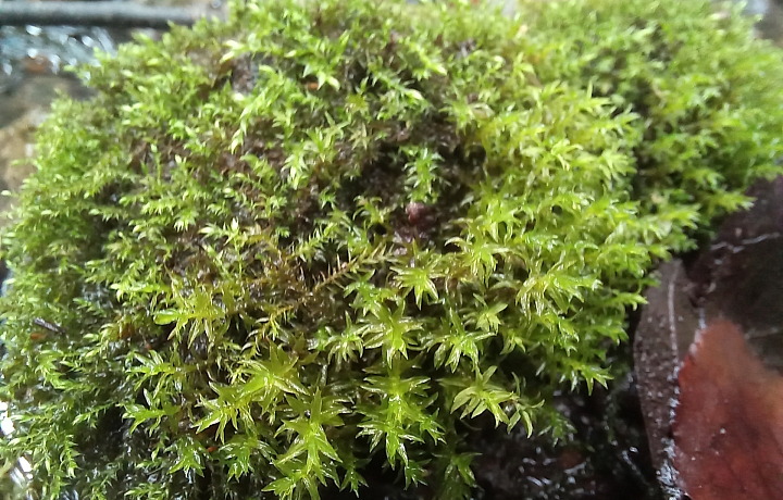 Краснокнижный мох обнаружили в Туле на Щегловской засеке