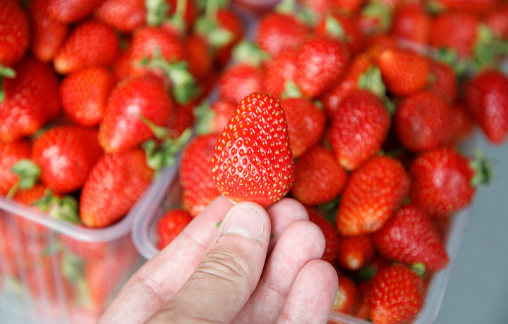 Садовод рассказал, как правильно обрезать и подкармливать клубнику