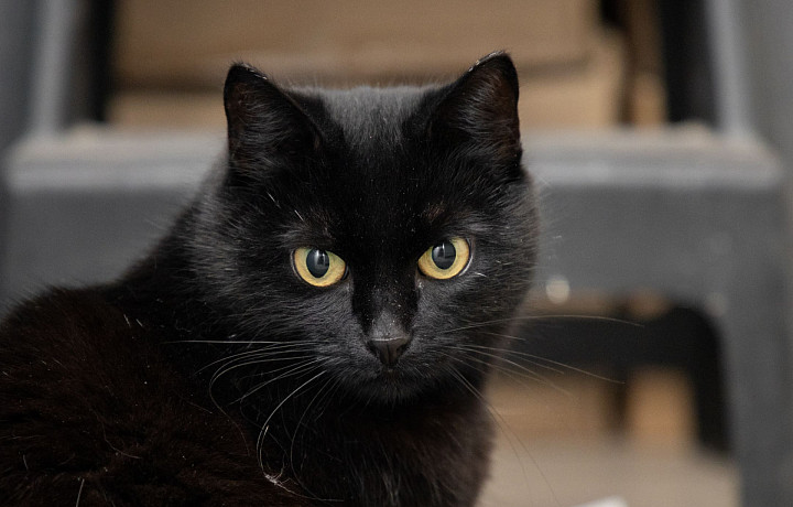 Бешенство после укуса домашней кошки и рост просрочек по ипотеке: дайджест главных региональных событий