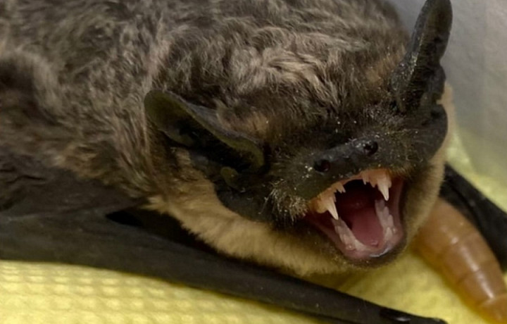 Тулячка обнаружила в своей квартире краснокнижную летучую мышь