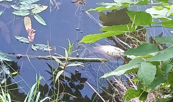 Прокуратура в Богородицке начала проверку после гибели рыбы в местном пруду