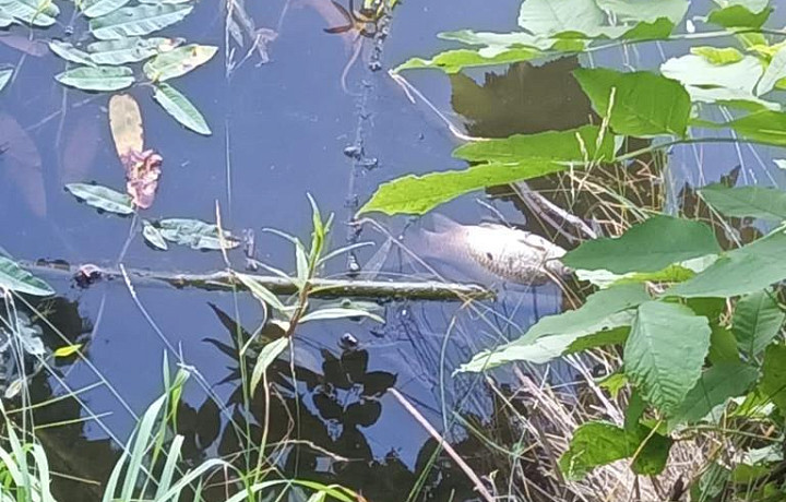Прокуратура в Богородицке начала проверку после гибели рыбы в местном пруду