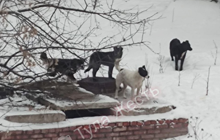 В Туле пожаловались на стаю собак, нападающих на местных жителей