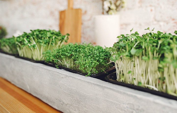 Зимний сад в квартире: какие овощи можно вырастить на подоконнике