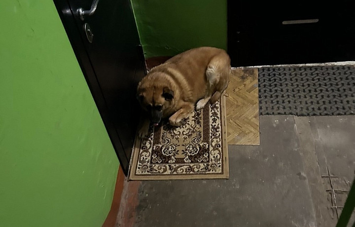 «Ты – коровой после родов стала, молоко не пропало еще?»: в Тульской области соседи воюют из-за собак в подъезде