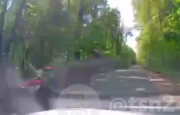 На трассе в Туле лось устроил ДТП, выскочив прямо перед машиной