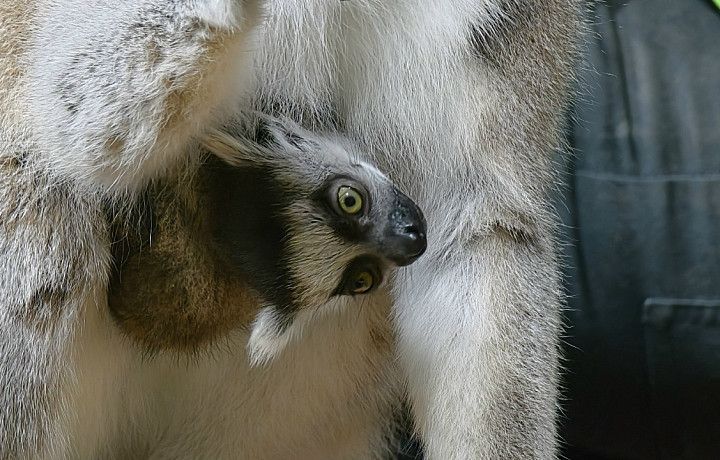 В Тульском экзотариуме родились детёныши кошачьих лемуров