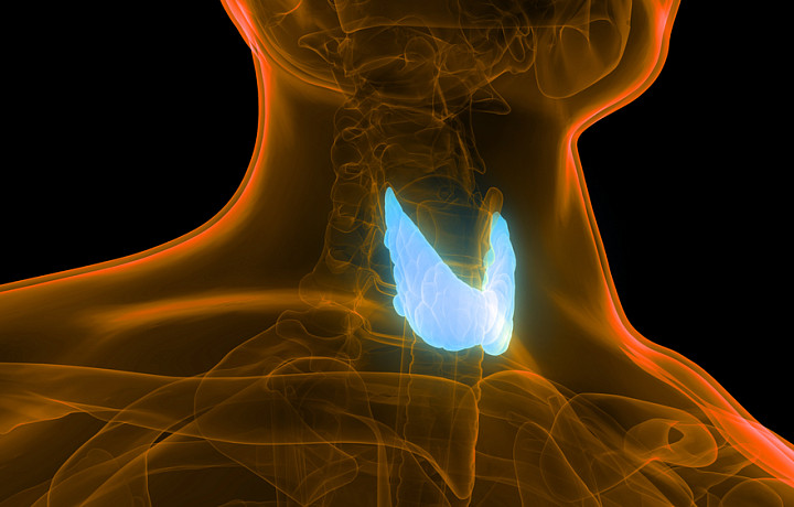Тульский эндокринолог ответила на десять вопросов о щитовидной железе