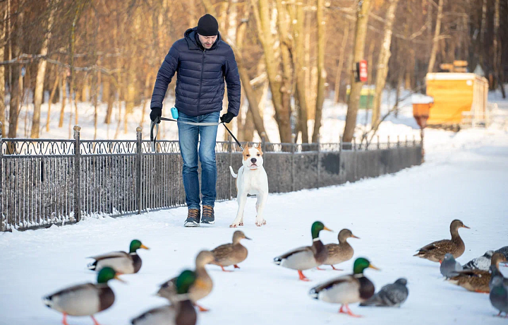 Кинолог назвал опасные команды при дрессировке собак