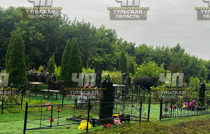 Под Дубной коровы повредили могилы на сельском кладбище