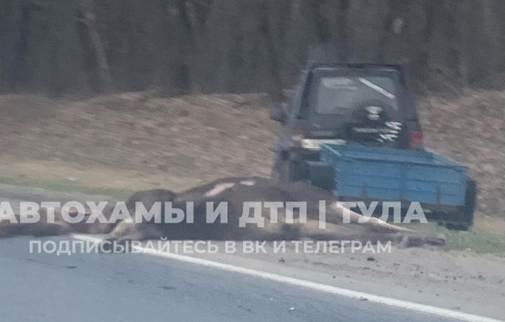 На трассе М-2 «Крым» в Чернском районе насмерть сбили лося