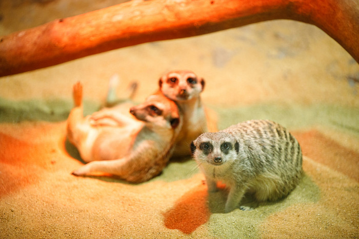 «Сурикаты агрессивно относятся к чужакам»: стоит ли заводить таких питомцев в доме