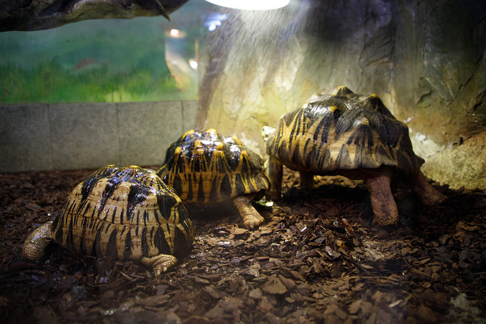 Беззубые, скучные, но своенравные: пять милых (и не очень) фактов о черепахах