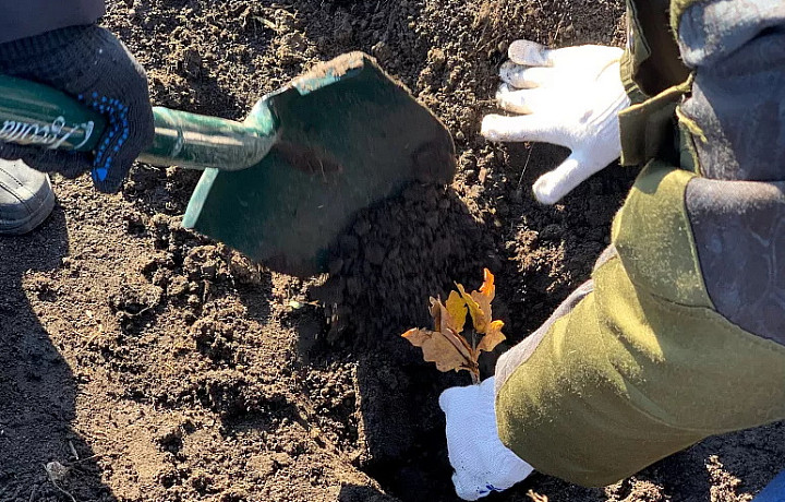 На Куликовом поле в Тульской области высадят пять тысяч молодых дубков в рамках акции «Зеленая Дубрава»