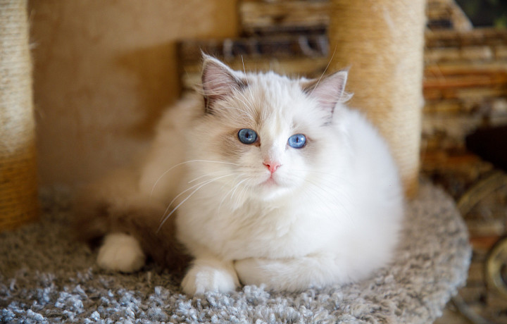 Врач рассказал, чем опасны кошки для беременных женщин