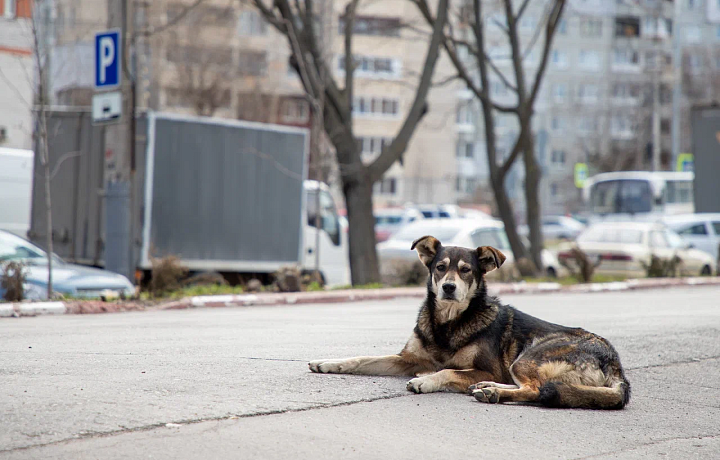 Администрация Дубенского района заплатит десять тысяч рублей девочке, покусанной бродячей собакой