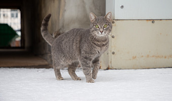 Мобилизованный боец СВО из Тульской области приютил котенка из опустевшей деревни