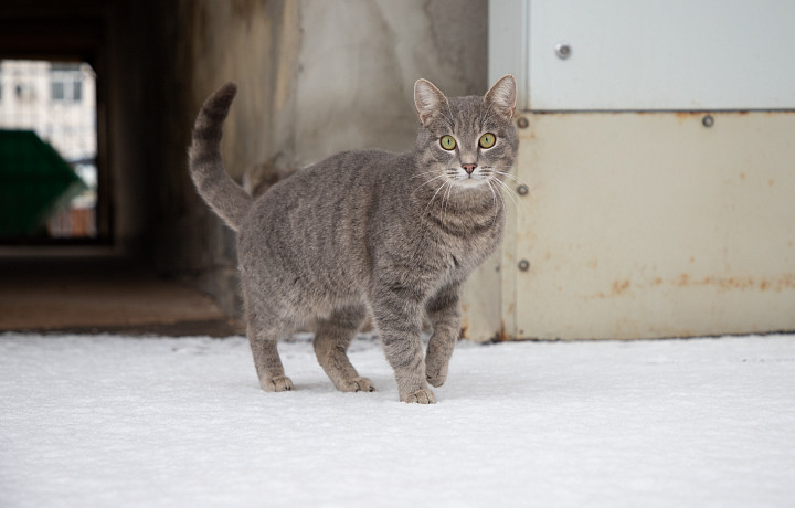 Мобилизованный боец СВО из Тульской области приютил котенка из опустевшей деревни