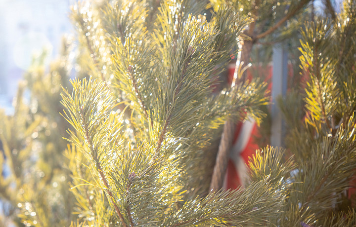 Туляки могут сдать елку на переработку с 9 января
