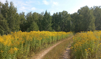 В Тульской области жителей предупредили о распространении опасного золотарника канадского