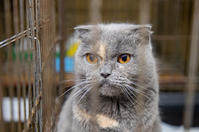 Вестники неудачи или пушистые милашки: тульские черные кошки ищут своих хозяев