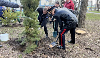 В Туле ко Дню «Динамо» заложили сосновую аллею в Центральном парке