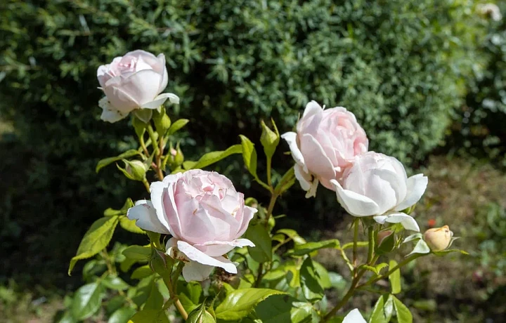 Тульский садовод разработала календарь ухода за розами с апреля по ноябрь