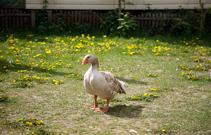 «Вы рыбов маркируете?» Животных, пчел и рыб тульских фермеров внесут в систему «Цербер»