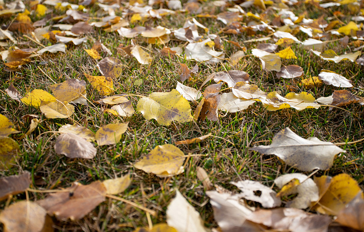 25 октября в Туле похолодает до +1 градуса и ожидается черный лед