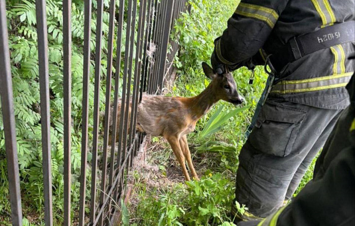 В Донском спасли застрявшего в заборе детеныша косули