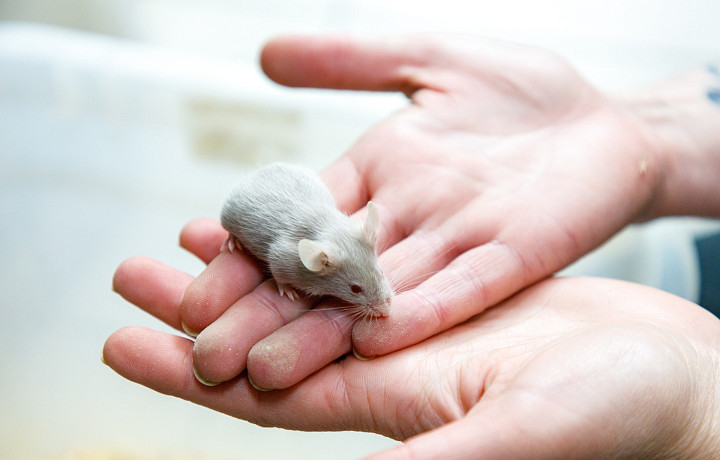 Компактные и изобретательные: как декоративные мыши пришли к нам из Китая и почему интерес к ним возрос за последние годы