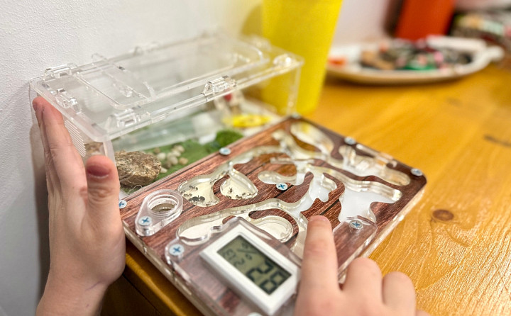 «Целое государство на столе»: как в квартире тулячки поселилась муравьиная ферма