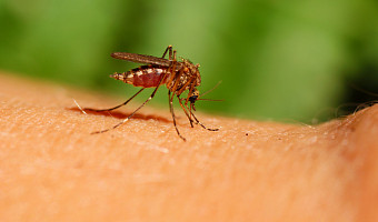 Тульский аллерголог Чернышова рассказала, как предотвратить и чем лечить аллергию на мошек и комаров