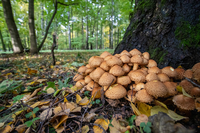 Туляков ждет скудный грибной сезон в октябре