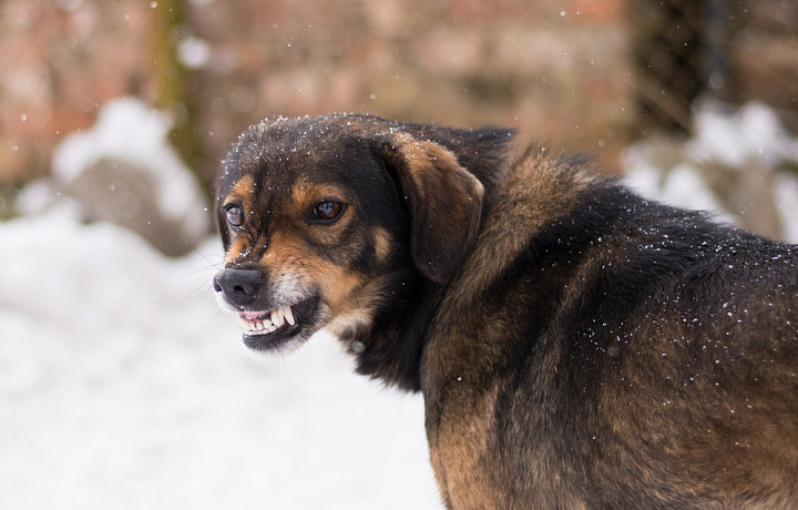 В Одоеве ввели карантин из-за выявленных бешенных животных